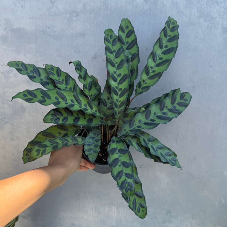 Calathea Lancifolia in a 4" Decorative Pot – Live Calathea Rattlesnake Houseplant – Low Light Indoor Plant – Air Purifying Houseplant