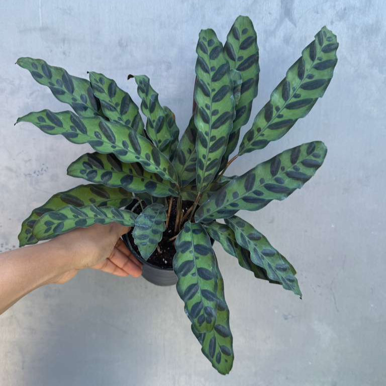 Calathea Lancifolia in a 4" Decorative Pot – Live Calathea Rattlesnake Houseplant – Low Light Indoor Plant – Air Purifying Houseplant