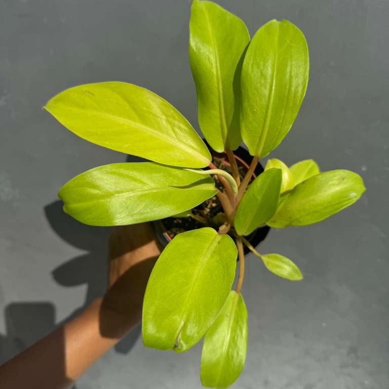 Lemon Lime Philodendron in 4" Nursery Pot - Philodendron Cordatum - Hederaceum - Lemon Lime - Neon Cordatum - Tropical Houseplant