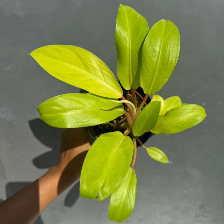 Lemon Lime Philodendron in 4" Nursery Pot - Philodendron Cordatum - Hederaceum - Lemon Lime - Neon Cordatum - Tropical Houseplant