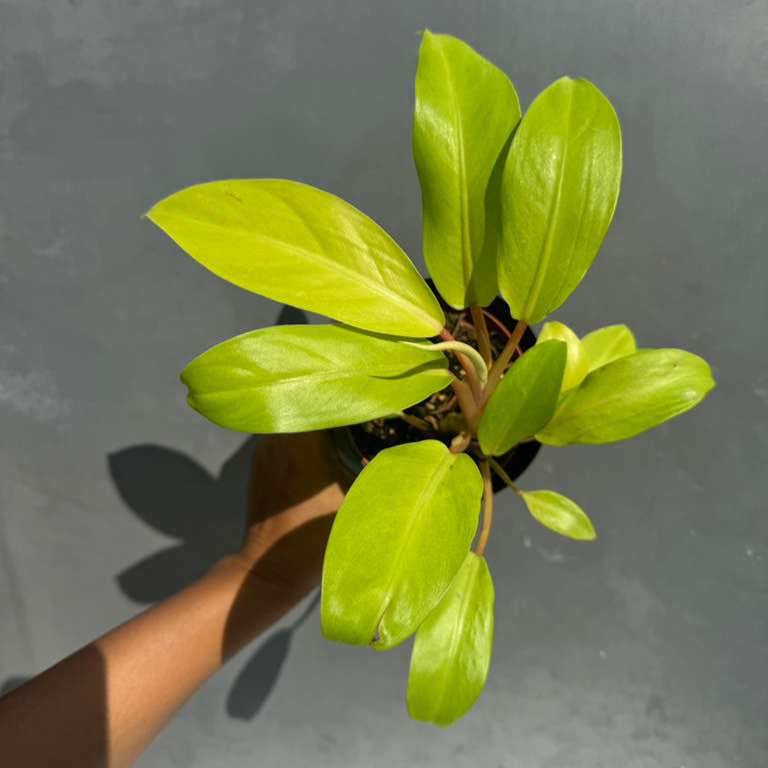 Lemon Lime Philodendron in 4" Nursery Pot - Philodendron Cordatum - Hederaceum - Lemon Lime - Neon Cordatum - Tropical Houseplant