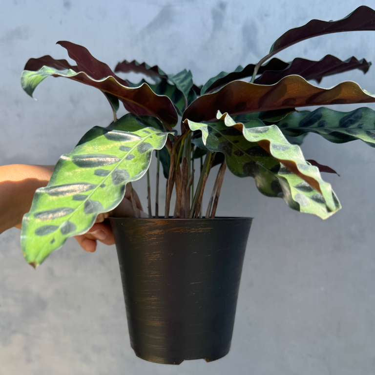 Calathea Lancifolia in a 4" Decorative Pot – Live Calathea Rattlesnake Houseplant – Low Light Indoor Plant – Air Purifying Houseplant