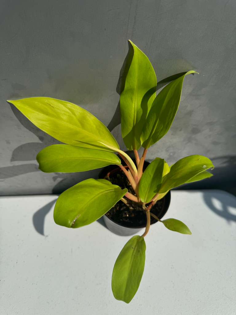 Lemon Lime Philodendron in 4" Nursery Pot - Philodendron Cordatum - Hederaceum - Lemon Lime - Neon Cordatum - Tropical Houseplant