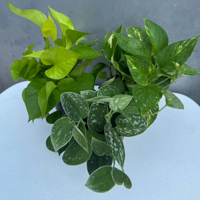 Set of 3 Pothos Plants in 4" Grow Pots – Includes Silver, Golden, and Neon Pothos – Live Easy Care Indoor Houseplants – Air Purifying Low-Maintenance Tropical Plants