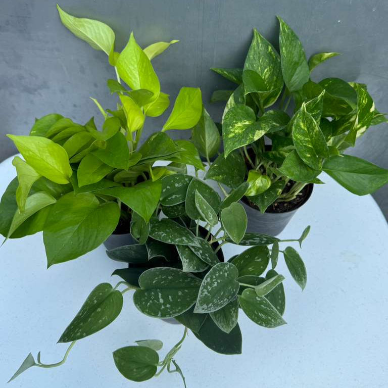 Set of 3 Pothos Plants in 4" Grow Pots – Includes Silver, Golden, and Neon Pothos – Live Easy Care Indoor Houseplants – Air Purifying Low-Maintenance Tropical Plants