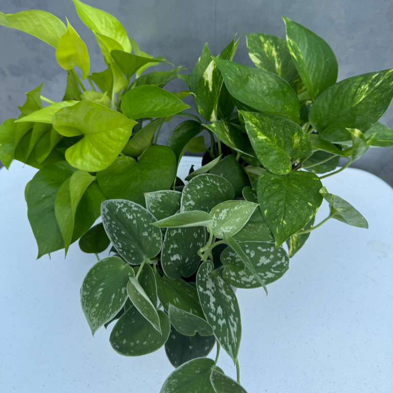 Set of 3 Pothos Plants in 4" Grow Pots – Includes Silver, Golden, and Neon Pothos – Live Easy Care Indoor Houseplants – Air Purifying Low-Maintenance Tropical Plants