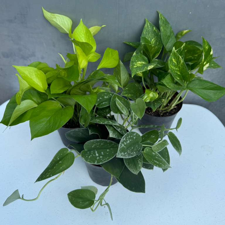 Set of 3 Pothos Plants in 4" Grow Pots – Includes Silver, Golden, and Neon Pothos – Live Easy Care Indoor Houseplants – Air Purifying Low-Maintenance Tropical Plants