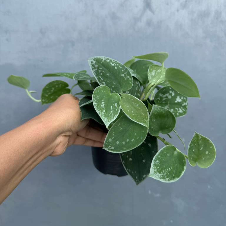 Silver Pothos Live Plant 4" Grow - Scindapsus Pictus Argyraeus - Silvery Anne - Hardy Houseplant - Low Light Plant