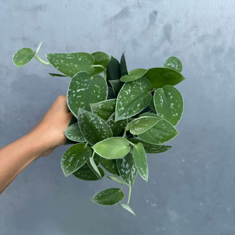 Silver Pothos Live Plant 4" Grow - Scindapsus Pictus Argyraeus - Silvery Anne - Hardy Houseplant - Low Light Plant