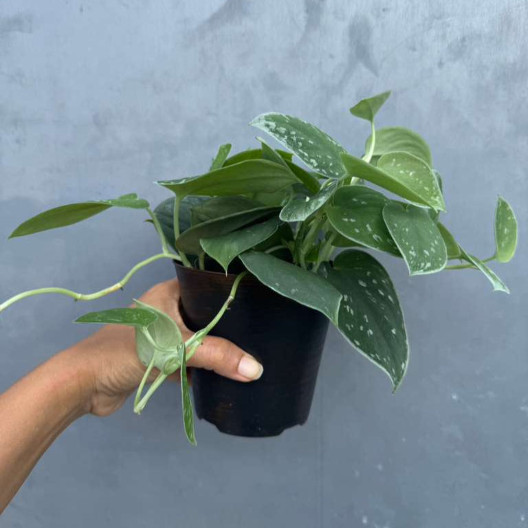 Silver Pothos Live Plant 4" Grow - Scindapsus Pictus Argyraeus - Silvery Anne - Hardy Houseplant - Low Light Plant