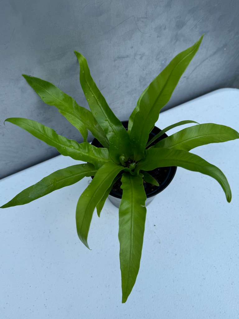 Bird Nest Fern 4” Grow Pot - Asplenium Nidus Victoria - Wavy Leaves Fern Indoor and Outdoor - Air Purifier Plants - Gift Plant