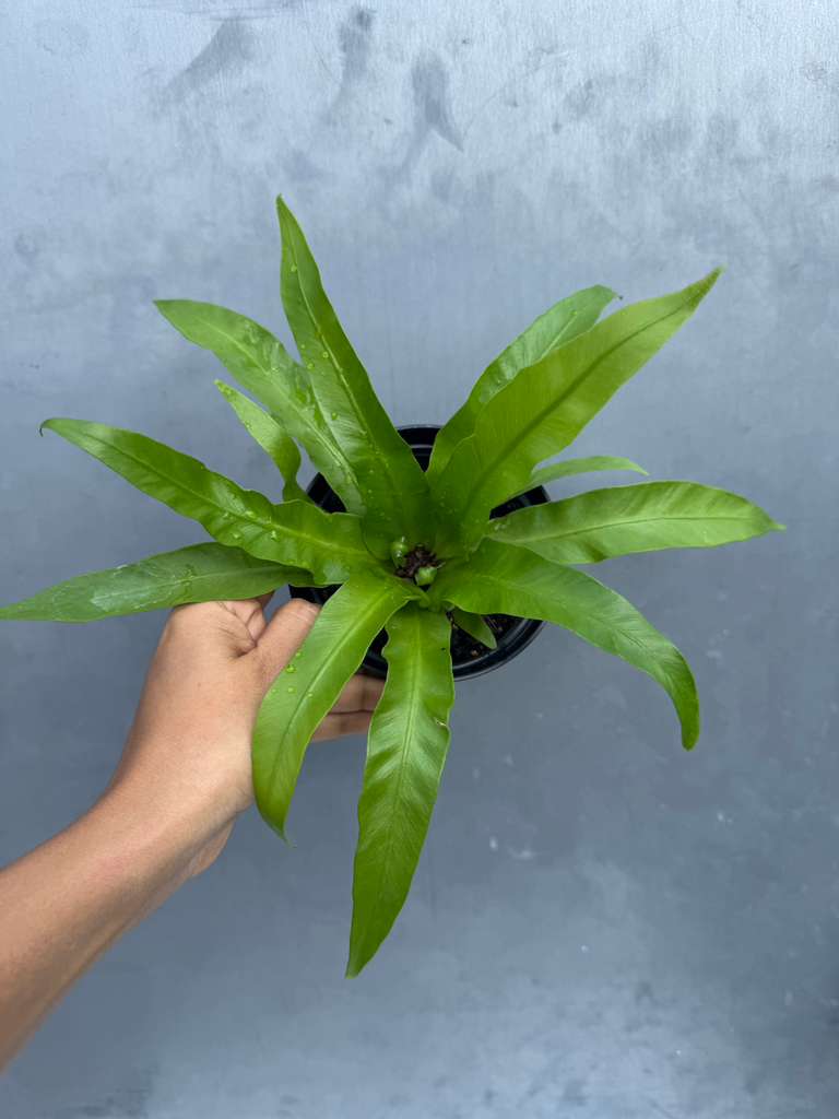 Bird Nest Fern 4” Grow Pot - Asplenium Nidus Victoria - Wavy Leaves Fern Indoor and Outdoor - Air Purifier Plants - Gift Plant