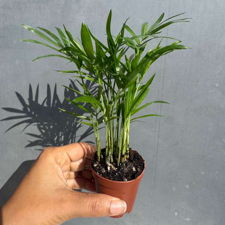 Parlour Palm in a 2" Grow Pot - Chamaedorea Elegans - Easy Care Low Light House plant - Air Purifier Plant in Pot - Parlour Palm - Indoor Palm