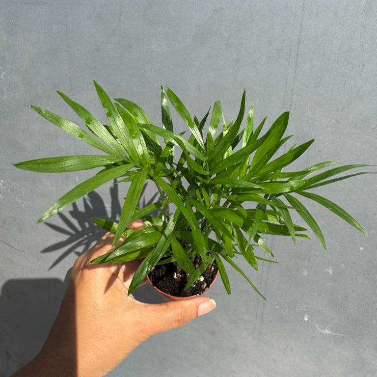 Parlour Palm in a 2" Grow Pot - Chamaedorea Elegans - Easy Care Low Light House plant - Air Purifier Plant in Pot - Parlour Palm - Indoor Palm