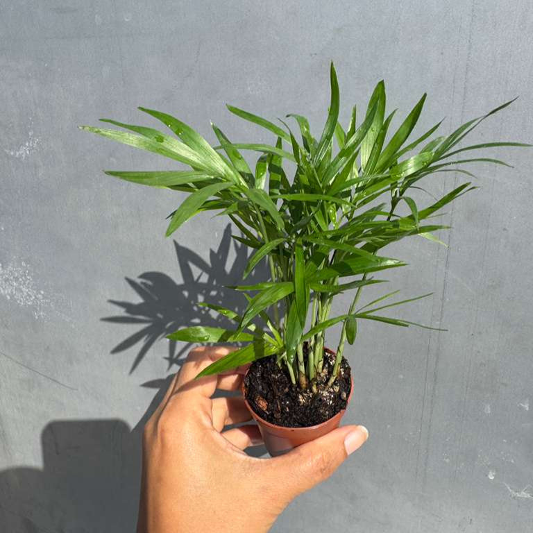 Parlour Palm in a 2" Grow Pot - Chamaedorea Elegans - Easy Care Low Light House plant - Air Purifier Plant in Pot - Parlour Palm - Indoor Palm