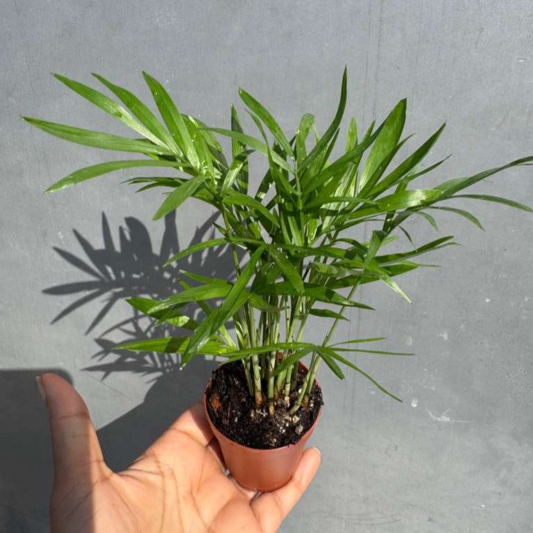 Parlour Palm in a 2" Grow Pot - Chamaedorea Elegans - Easy Care Low Light House plant - Air Purifier Plant in Pot - Parlour Palm - Indoor Palm