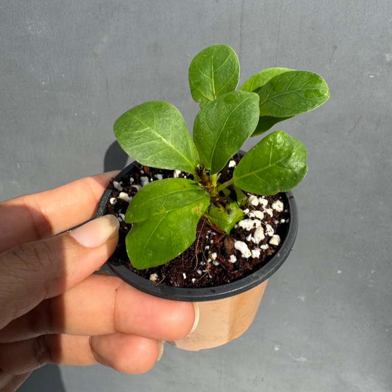 Fiddle Leaf Fig Tree in 2" Grow Pot – Live Ficus Lyrata – Indoor Fiddle Leaf Fig Plant – Easy Care Potted Fiddle Leaf Tree – Tiny Fig Tree for Home Décor