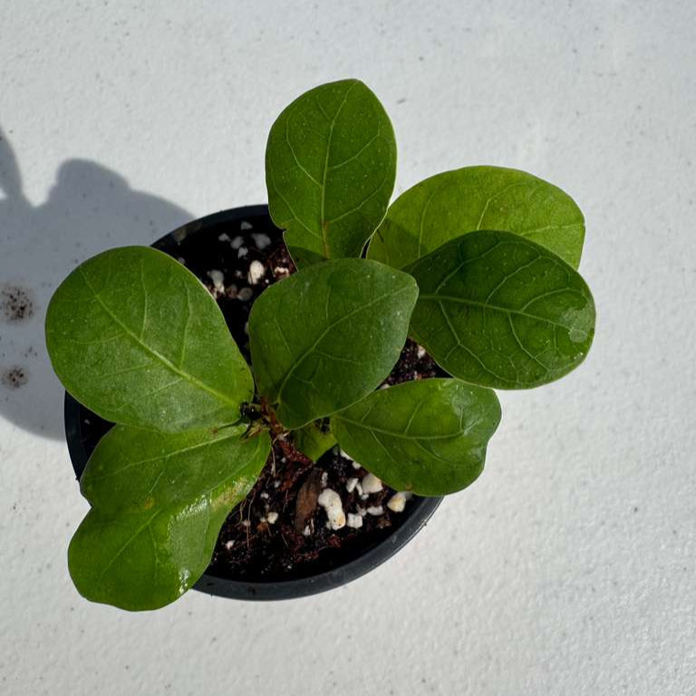 Fiddle Leaf Fig Tree in 2" Grow Pot – Live Ficus Lyrata – Indoor Fiddle Leaf Fig Plant – Easy Care Potted Fiddle Leaf Tree – Tiny Fig Tree for Home Décor