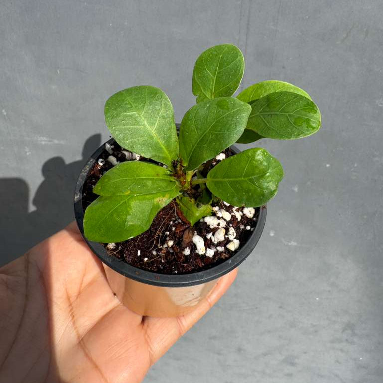 Fiddle Leaf Fig Tree in 2" Grow Pot – Live Ficus Lyrata – Indoor Fiddle Leaf Fig Plant – Easy Care Potted Fiddle Leaf Tree – Tiny Fig Tree for Home Décor