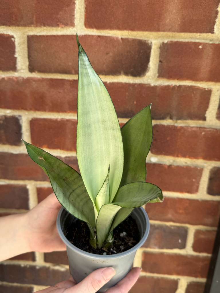 Sansevieria Masoniana in 4” Nursery Pot - Moonshine Snake Plant - Air Purifying Indoor Plant - Low Light Houseplants - Pet Friendly Plant
