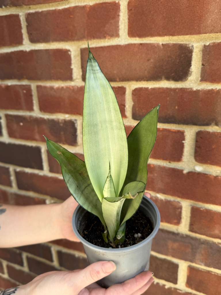 Sansevieria Masoniana in 4” Nursery Pot - Moonshine Snake Plant - Air Purifying Indoor Plant - Low Light Houseplants - Pet Friendly Plant