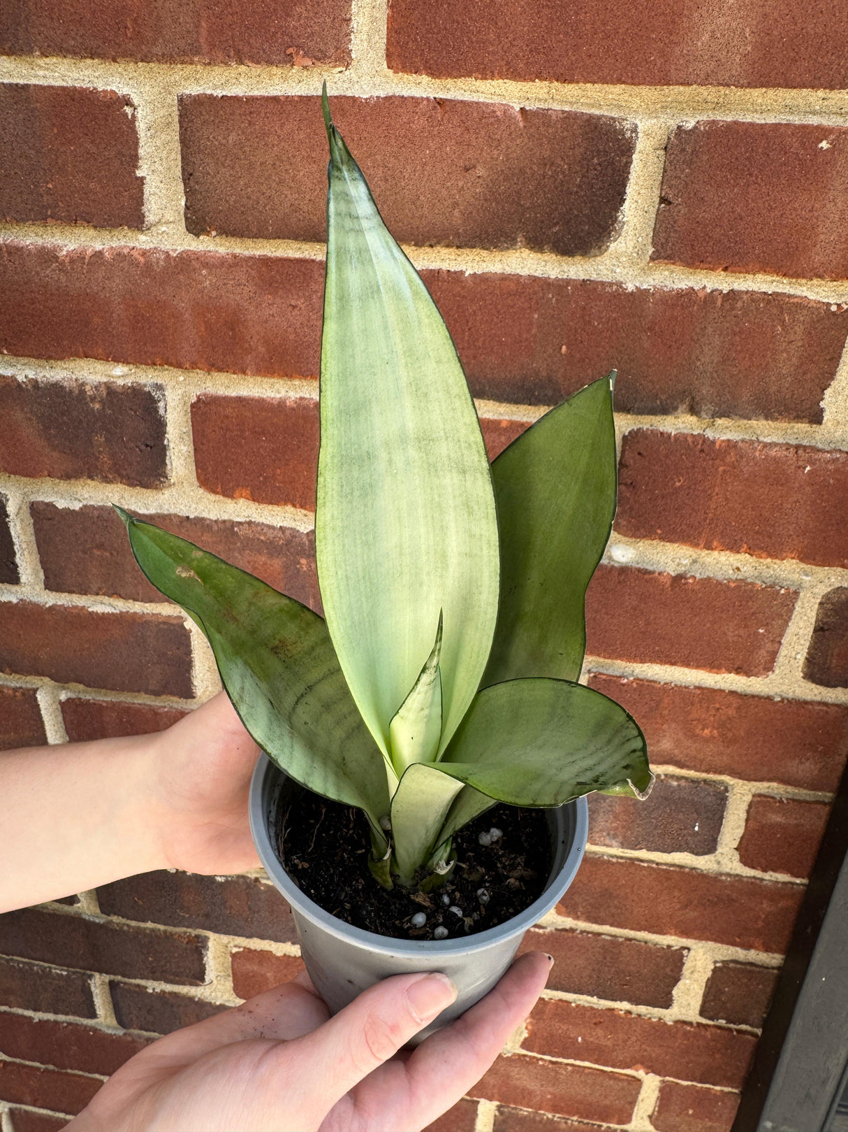 Sansevieria Masoniana in 4” Nursery Pot - Moonshine Snake Plant - Air Purifying Indoor Plant - Low Light Houseplants - Pet Friendly Plant