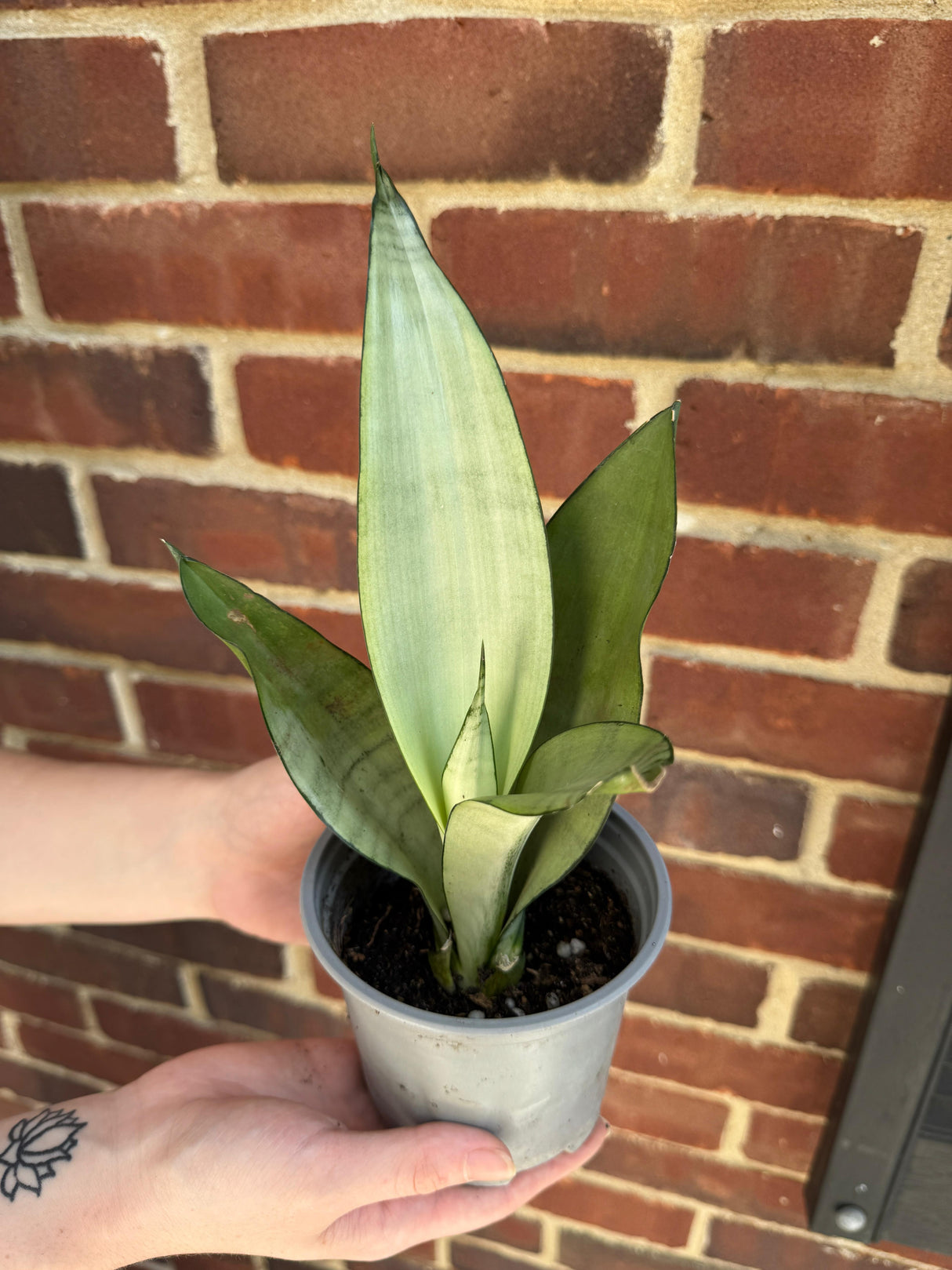 Sansevieria Masoniana in 4” Nursery Pot - Moonshine Snake Plant - Air Purifying Indoor Plant - Low Light Houseplants - Pet Friendly Plant