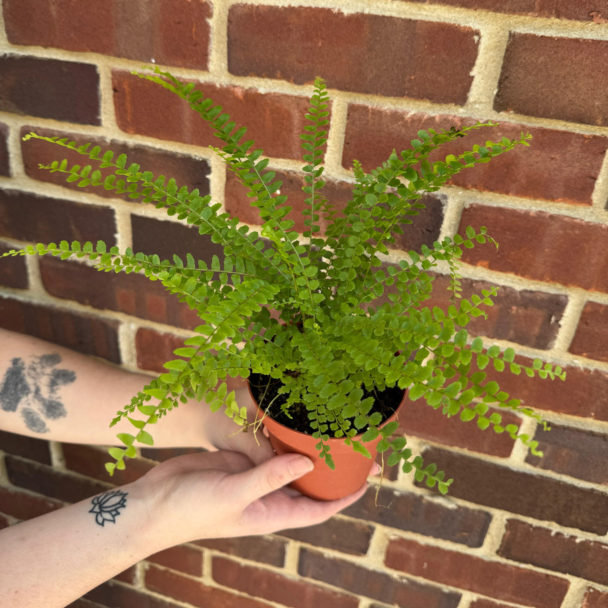 Lemon Button Fern in a 4" Nursery Pot - Beautiful Houseplant - Nephrolepis Cordifolia Duffii Fern - Low Light Indoor Plant - Fern Live Plant