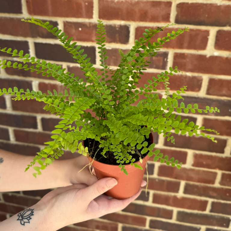 Lemon Button Fern in a 4" Nursery Pot - Beautiful Houseplant - Nephrolepis Cordifolia Duffii Fern - Low Light Indoor Plant - Fern Live Plant