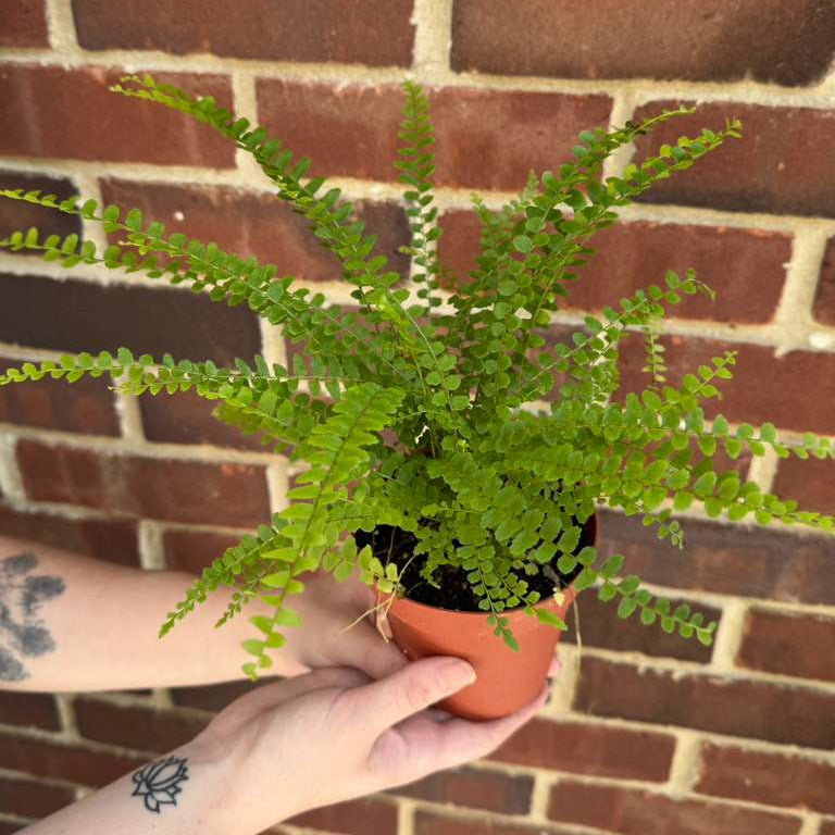 Lemon Button Fern in a 4" Nursery Pot - Beautiful Houseplant - Nephrolepis Cordifolia Duffii Fern - Low Light Indoor Plant - Fern Live Plant
