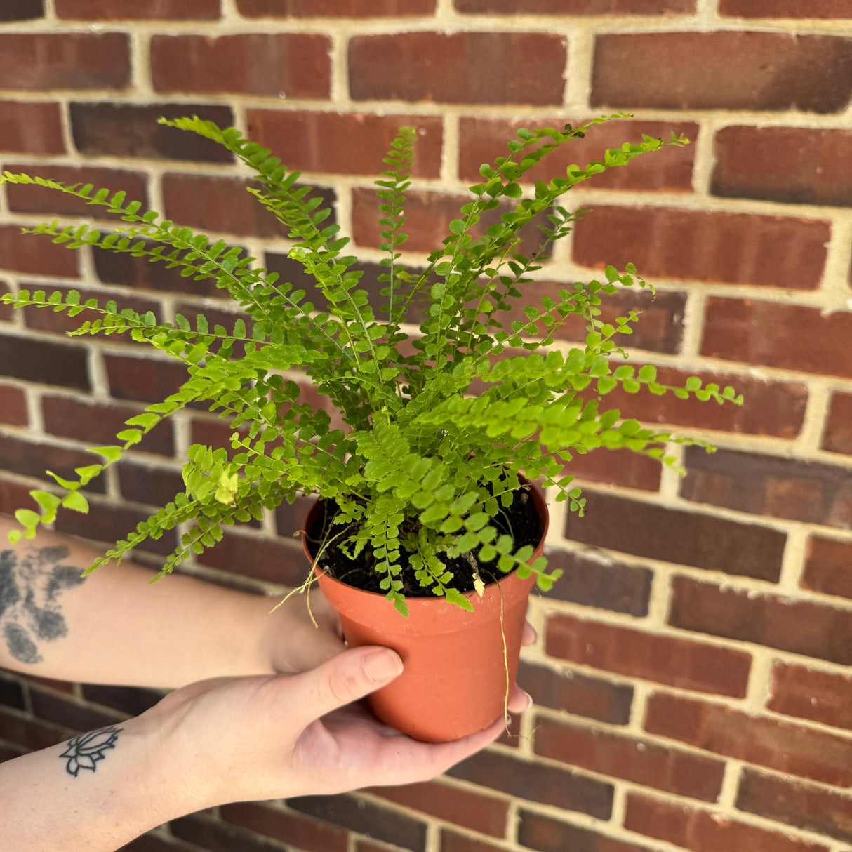 Lemon Button Fern in a 4" Nursery Pot - Beautiful Houseplant - Nephrolepis Cordifolia Duffii Fern - Low Light Indoor Plant - Fern Live Plant