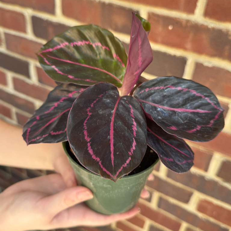 Calathea Roseopicta Dottie in 4" Grow Pot - Calathea Roseopicta - Rose Painted Calathea - Calathea Black Rose Plant