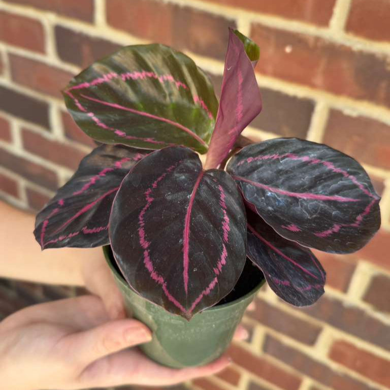 Calathea Roseopicta Dottie in 4" Grow Pot - Calathea Roseopicta - Rose Painted Calathea - Calathea Black Rose Plant