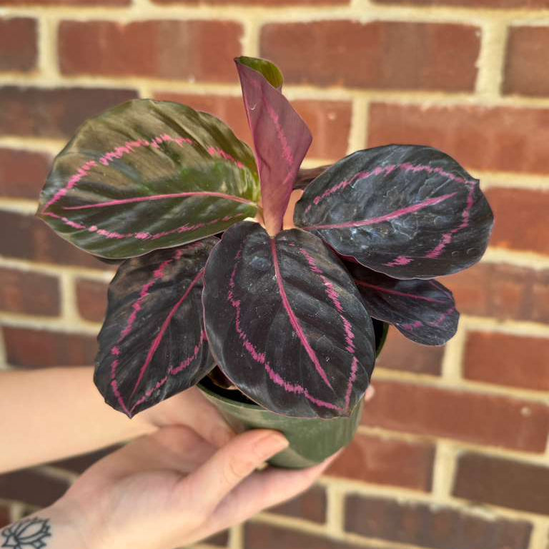 Calathea Roseopicta Dottie in 4" Grow Pot - Calathea Roseopicta - Rose Painted Calathea - Calathea Black Rose Plant