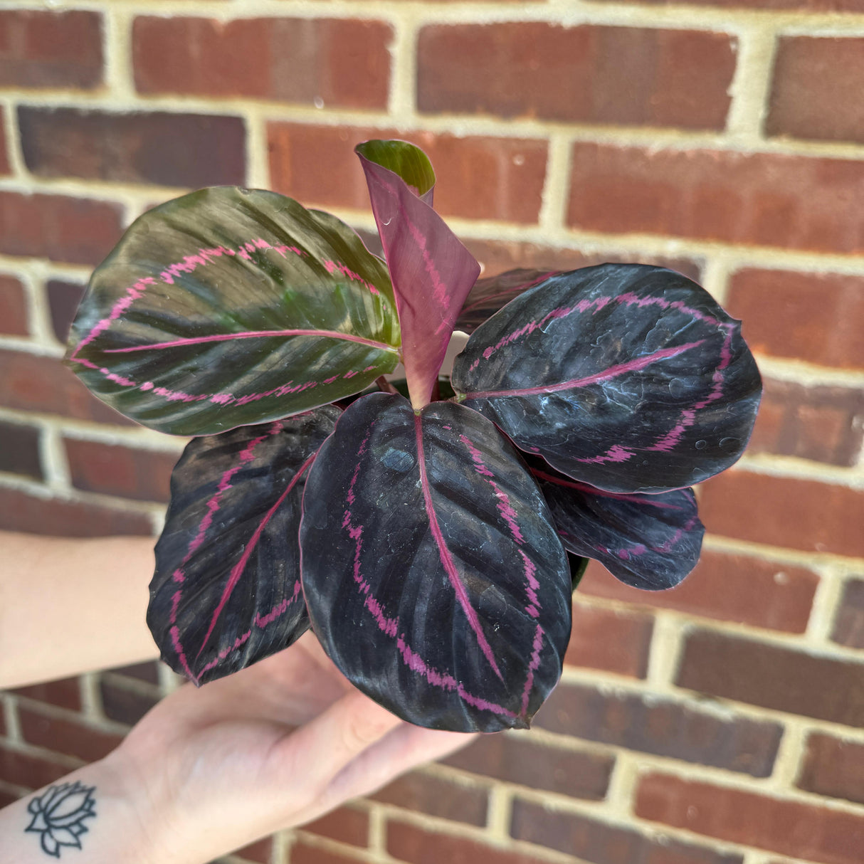 Calathea Roseopicta Dottie in 4" Grow Pot - Calathea Roseopicta - Rose Painted Calathea - Calathea Black Rose Plant