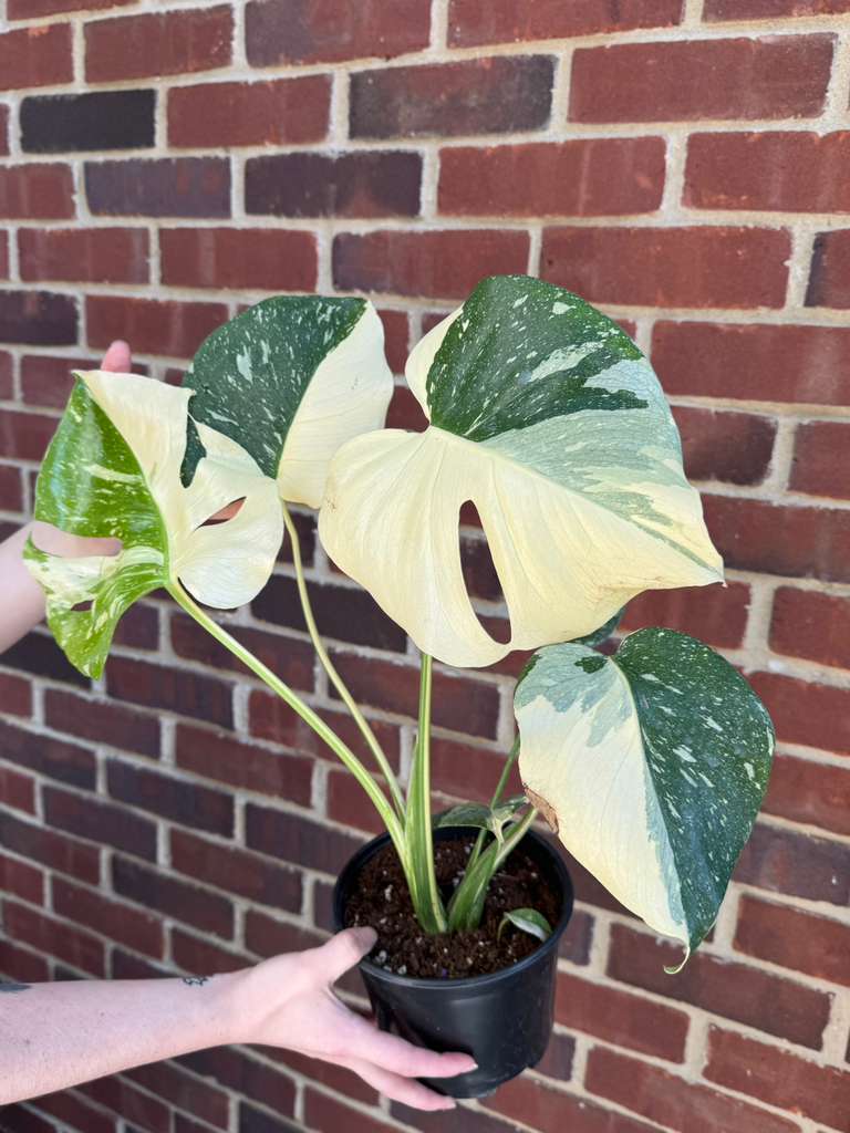 Monstera Deliciousa "Thai Constellation" in 6" Grow Pot - Live Tropical Aroid Plant - Perfect Houseplant - Variegated Indoor Plant for Gift - Rooted Plant