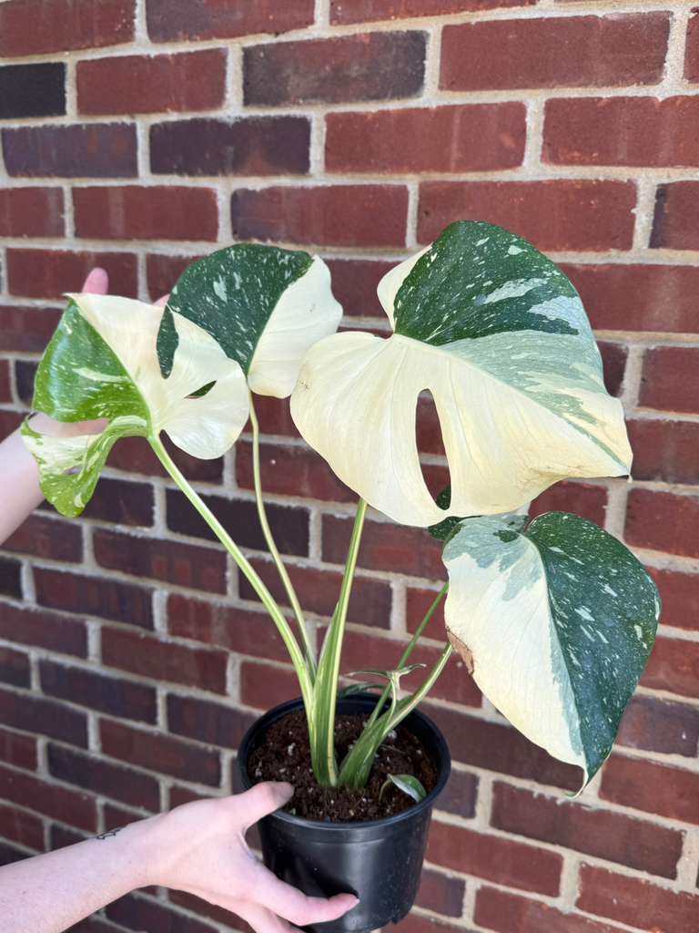 Monstera Deliciousa "Thai Constellation" in 6" Grow Pot - Live Tropical Aroid Plant - Perfect Houseplant - Variegated Indoor Plant for Gift - Rooted Plant