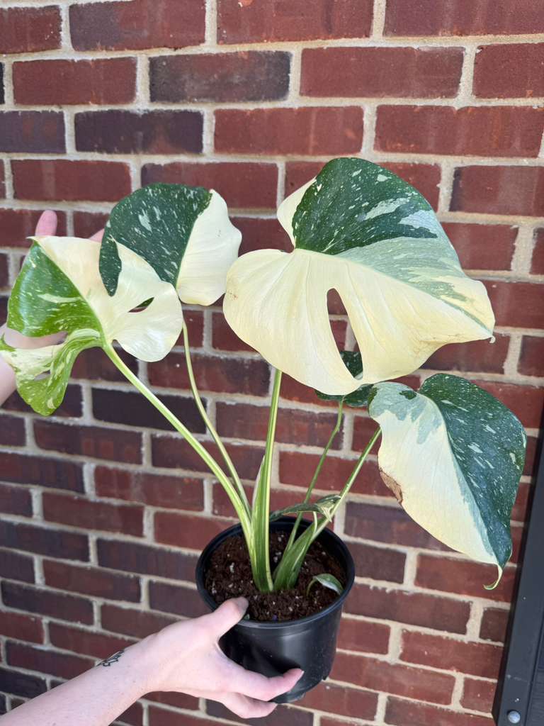 Monstera Deliciousa "Thai Constellation" in 6" Grow Pot - Live Tropical Aroid Plant - Perfect Houseplant - Variegated Indoor Plant for Gift - Rooted Plant