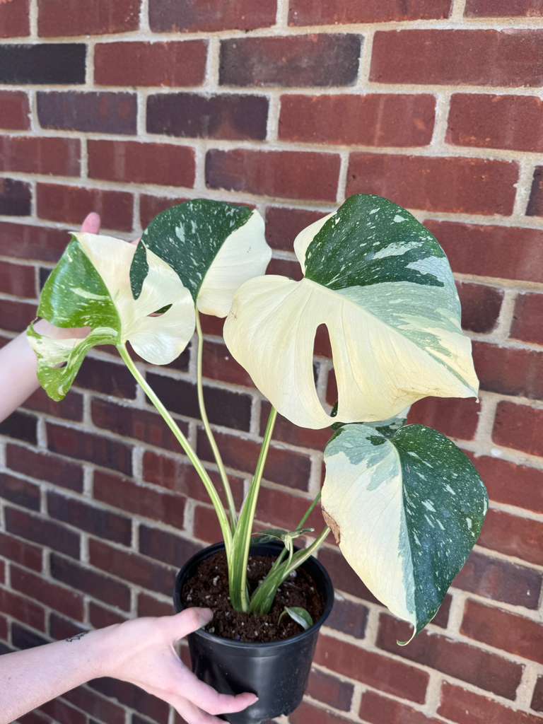 Monstera Deliciousa "Thai Constellation" in 6" Grow Pot - Live Tropical Aroid Plant - Perfect Houseplant - Variegated Indoor Plant for Gift - Rooted Plant