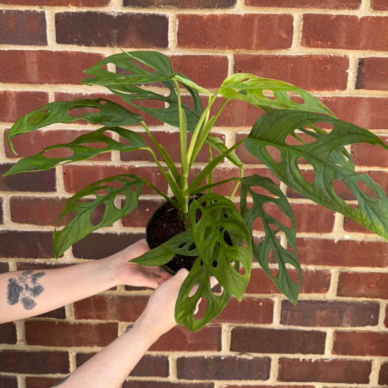 Monstera Epipremnoides in 6" Grow Pot – Live Tropical Houseplant – Easy Care Indoor Aroid – Air Purifying Low-Maintenance Plant for Home or Office