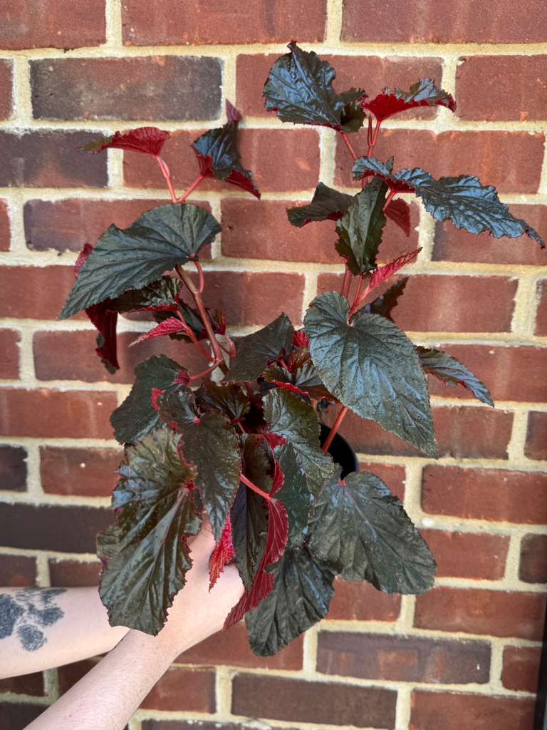 Begonia Black Magic in 6" Nursery Pot - Rare Foliage Houseplant - Unique Decorative Gift Plant -Rex Begonia Indoor Plant - Angel Wing Leaves