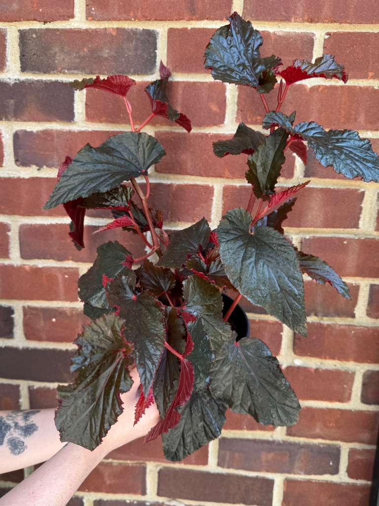 Begonia Black Magic in 6" Nursery Pot - Rare Foliage Houseplant - Unique Decorative Gift Plant -Rex Begonia Indoor Plant - Angel Wing Leaves