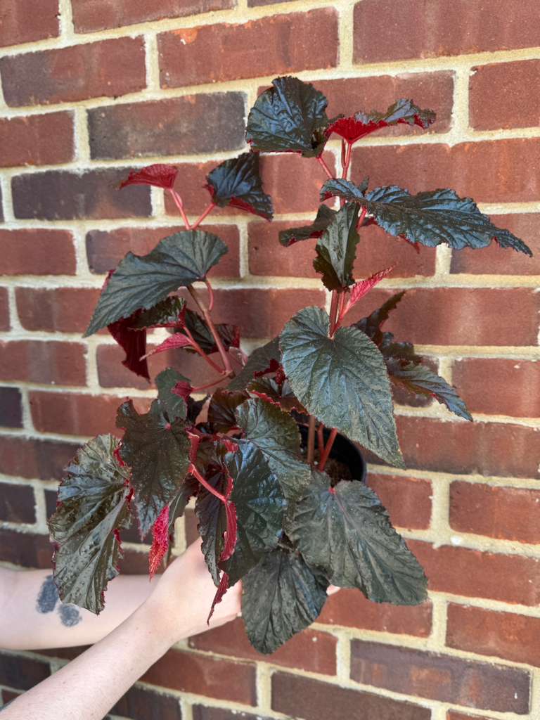 Begonia Black Magic in 6" Nursery Pot - Rare Foliage Houseplant - Unique Decorative Gift Plant -Rex Begonia Indoor Plant - Angel Wing Leaves