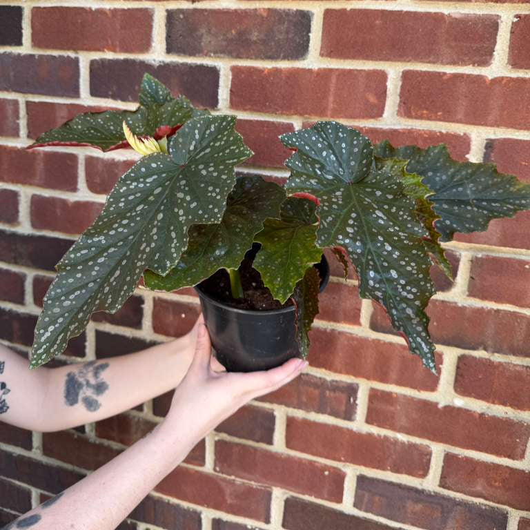 Begonia Maculata in 6" Nursery Pot - Rare Polka Dot Begonia - Unique Decorative Gift Plant for Home & Office - Easy Care Indoor Plant