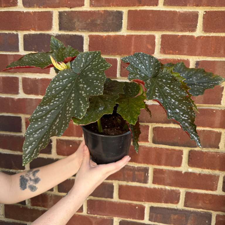 Begonia Maculata in 6" Nursery Pot - Rare Polka Dot Begonia - Unique Decorative Gift Plant for Home & Office - Easy Care Indoor Plant