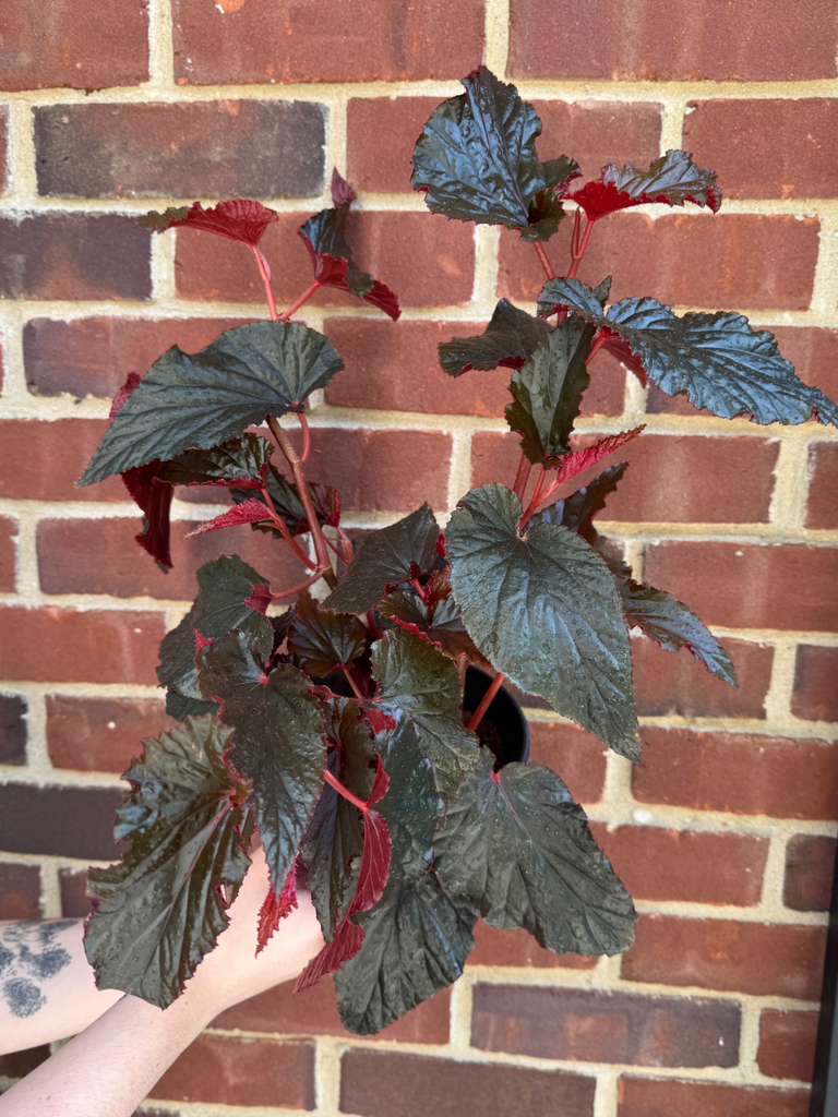 Begonia Black Magic in 6" Nursery Pot - Rare Foliage Houseplant - Unique Decorative Gift Plant -Rex Begonia Indoor Plant - Angel Wing Leaves
