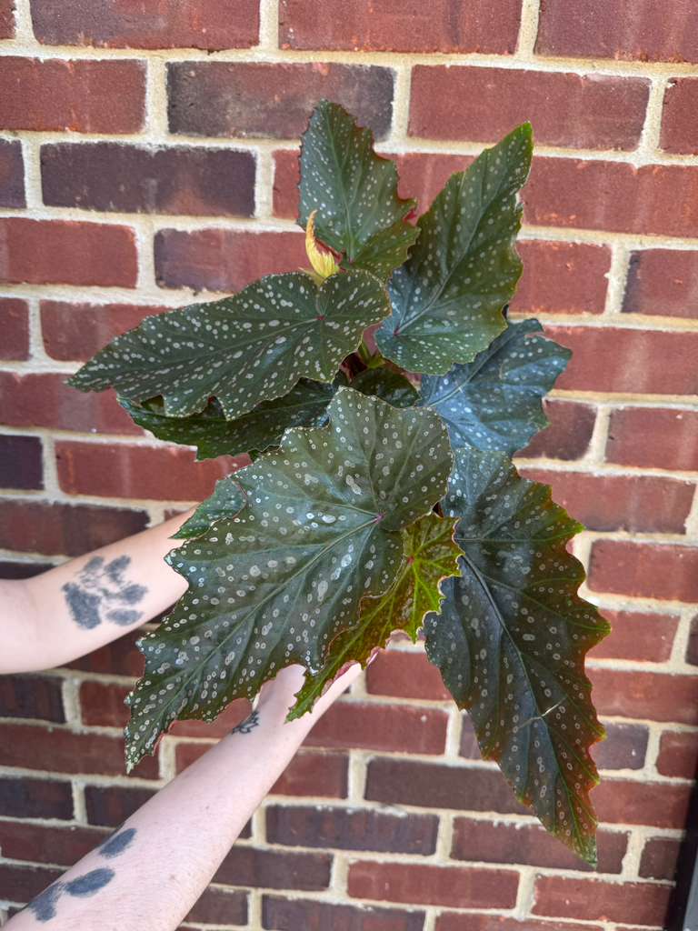 Begonia Maculata in 6" Nursery Pot - Rare Polka Dot Begonia - Unique Decorative Gift Plant for Home & Office - Easy Care Indoor Plant