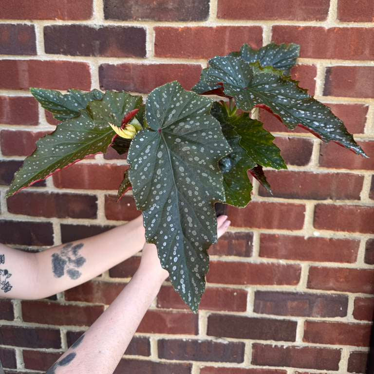 Begonia Maculata in 6" Nursery Pot - Rare Polka Dot Begonia - Unique Decorative Gift Plant for Home & Office - Easy Care Indoor Plant