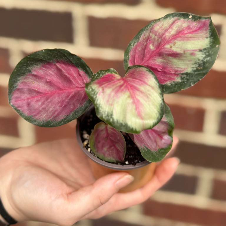 Calathea Roseopicta Rosy in 2" Grow Pot – Live Calathea ‘Peacock’ – Air Purifying Houseplant – Easy Care & Low Maintenance Indoor Plant – Decorative Foliage Plant