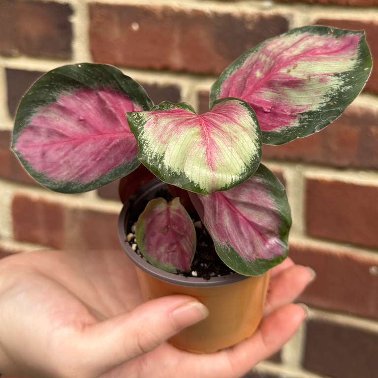 Calathea Roseopicta Rosy in 2" Grow Pot – Live Calathea ‘Peacock’ – Air Purifying Houseplant – Easy Care & Low Maintenance Indoor Plant – Decorative Foliage Plant